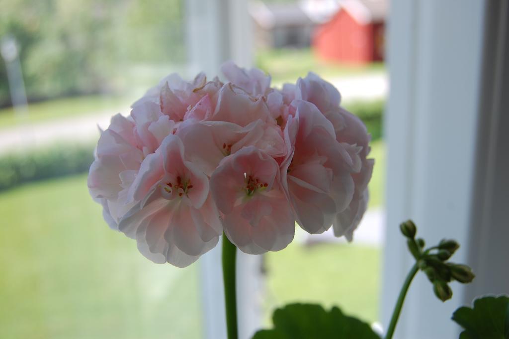 Brunnsgarden Bed & Breakfast Skellefteå Exteriör bild